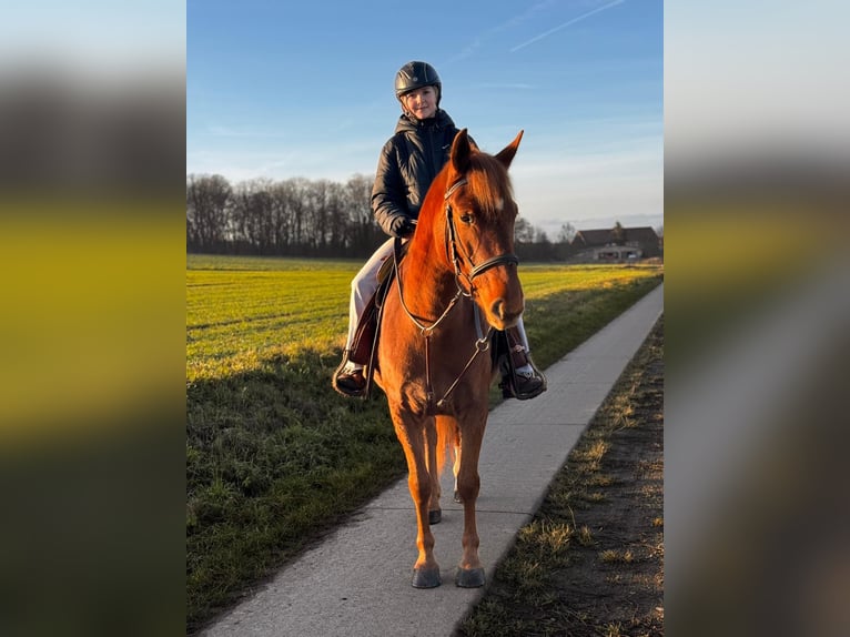 Lewitzer Stute 5 Jahre 145 cm Fuchs in Veltheim