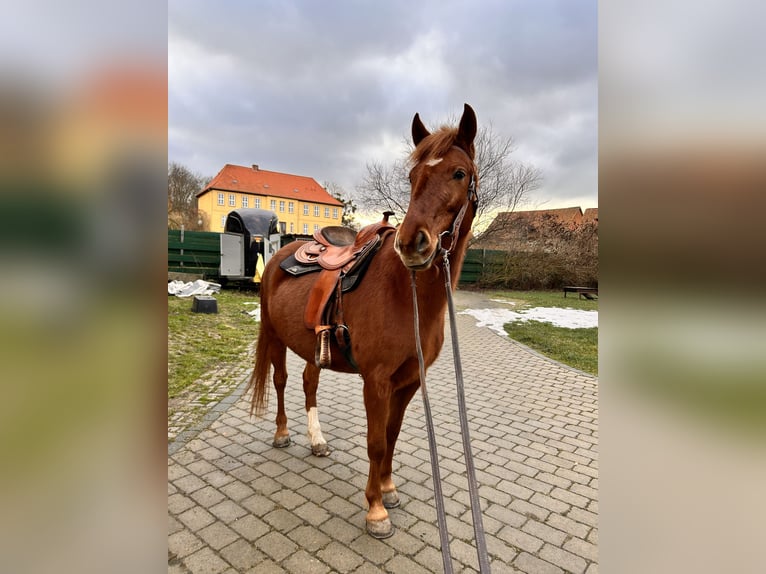 Lewitzer Stute 5 Jahre 145 cm Fuchs in Veltheim