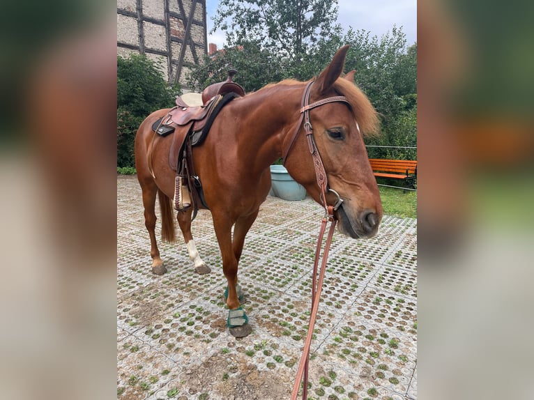 Lewitzer Stute 5 Jahre 145 cm Fuchs in Veltheim