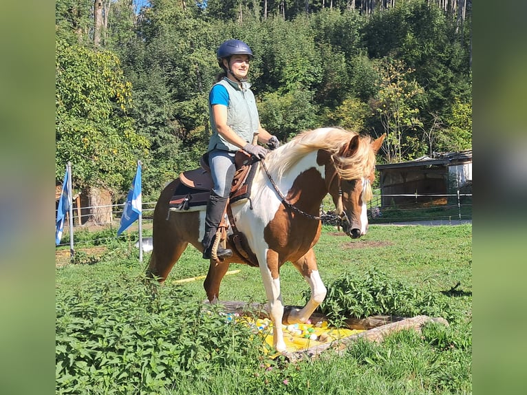 Lewitzer Stute 5 Jahre 148 cm Schecke in Bayerbach