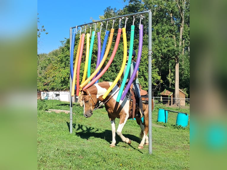 Lewitzer Stute 5 Jahre 148 cm Schecke in Bayerbach