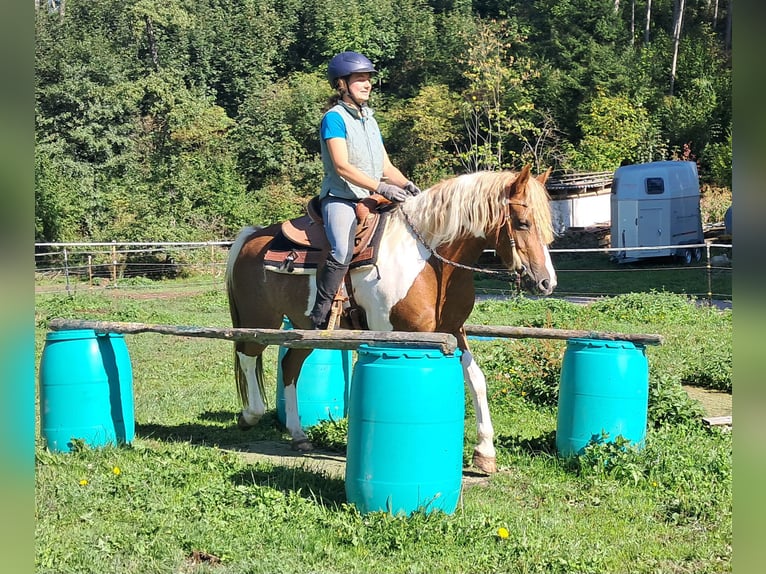 Lewitzer Stute 5 Jahre 148 cm Schecke in Bayerbach