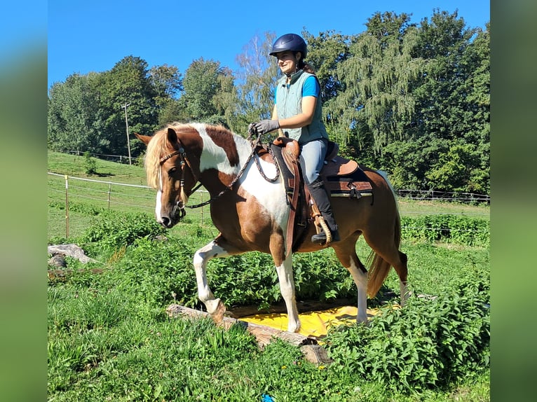 Lewitzer Stute 5 Jahre 148 cm Schecke in Bayerbach