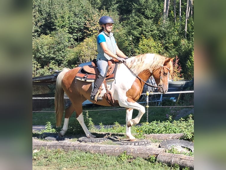 Lewitzer Stute 5 Jahre 148 cm Schecke in Bayerbach