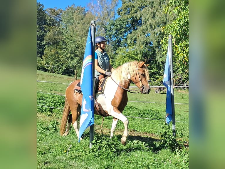 Lewitzer Stute 5 Jahre 148 cm Schecke in Bayerbach