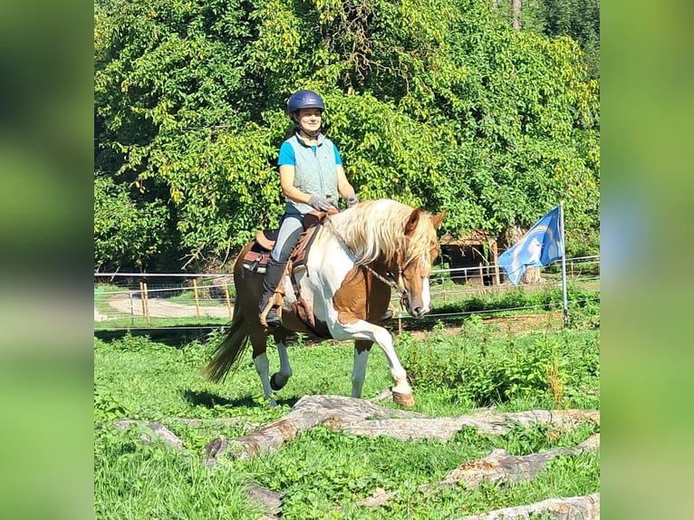 Lewitzer Stute 5 Jahre 148 cm Schecke in Bayerbach
