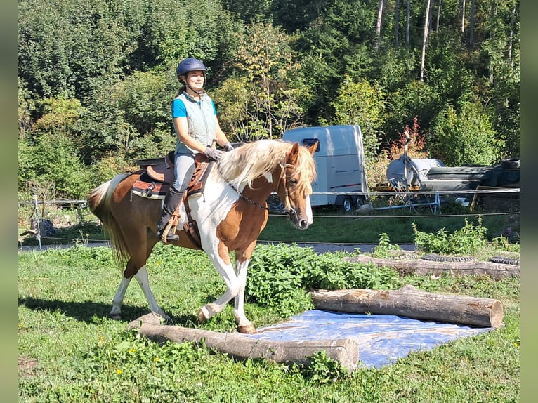 Lewitzer Stute 5 Jahre 148 cm Schecke in Bayerbach
