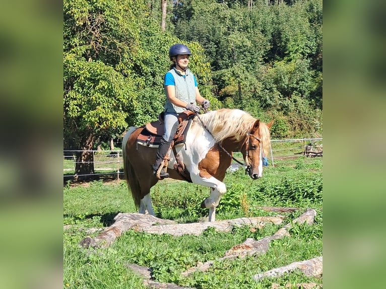 Lewitzer Stute 5 Jahre 148 cm Schecke in Bayerbach