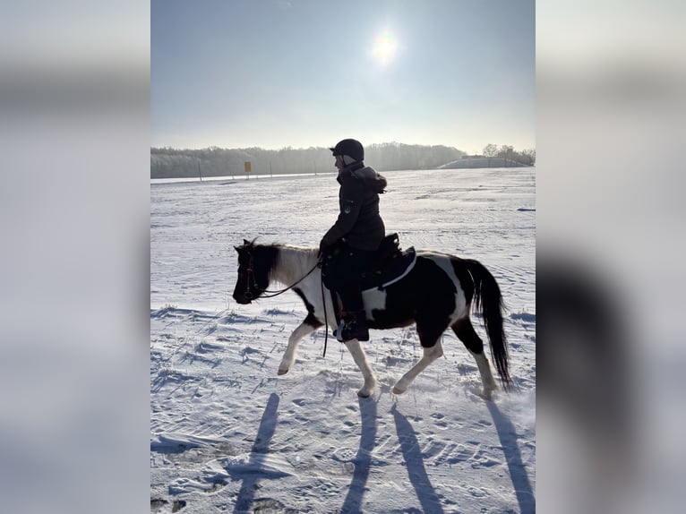 Lewitzer Stute 6 Jahre 140 cm Schecke in Barsinghausen