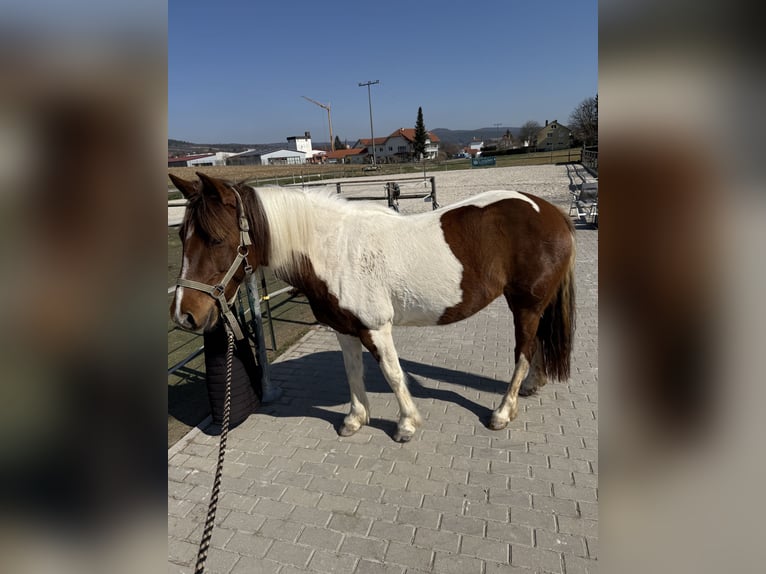 Lewitzer Stute 6 Jahre 145 cm Schecke in Ostheim vor der Rh&#xF6;n