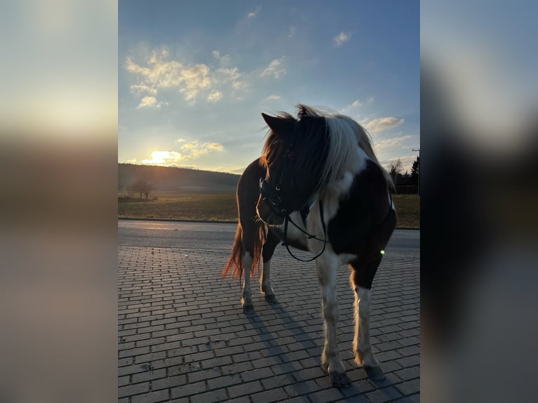 Lewitzer Stute 6 Jahre 145 cm Schecke in Ostheim vor der Rh&#xF6;n