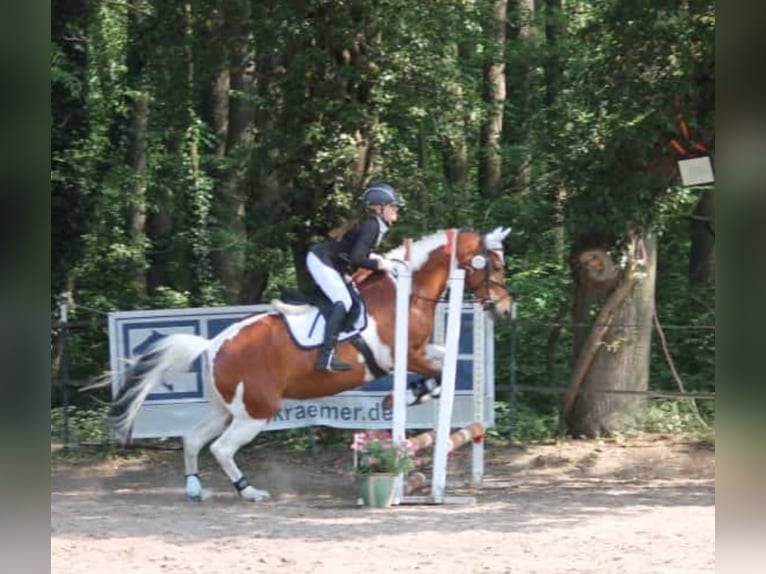 Lewitzer Stute 7 Jahre 147 cm Schecke in Berlin