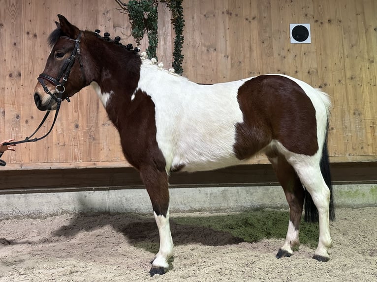 Lewitzer Mix Stute 8 Jahre 128 cm Schecke in Riedlingen