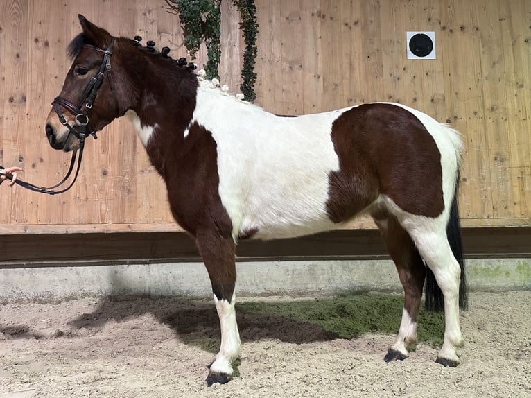 Lewitzer Mix Stute 8 Jahre 128 cm Schecke in Riedlingen