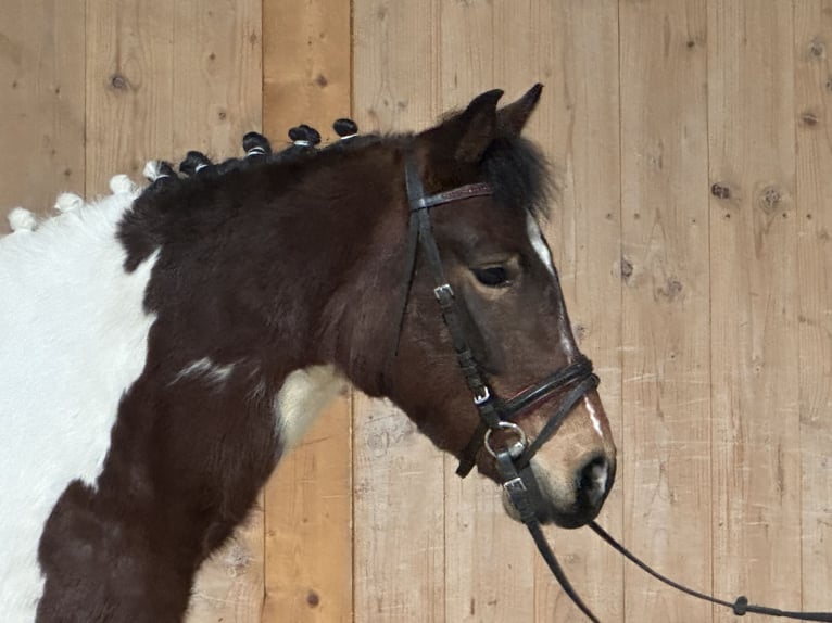 Lewitzer Mix Stute 8 Jahre 128 cm Schecke in Riedlingen