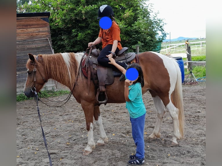 Lewitzer Mix Stute 8 Jahre 138 cm Schecke in Bad Krozingen