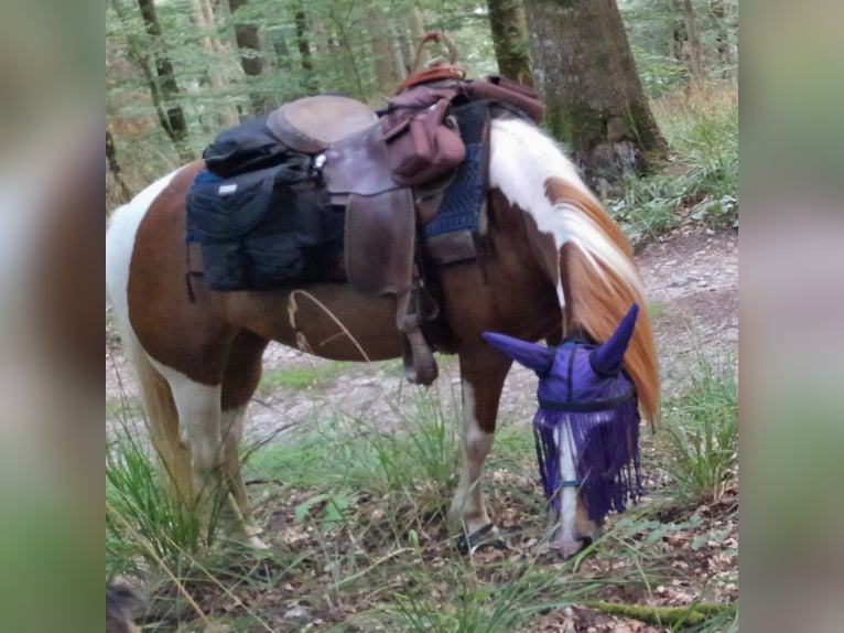 Lewitzer Mix Stute 8 Jahre 138 cm Schecke in Bad Krozingen