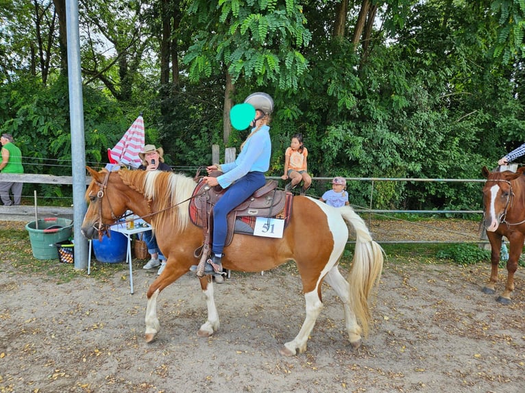 Lewitzer Mix Stute 8 Jahre 138 cm Schecke in Bad Krozingen