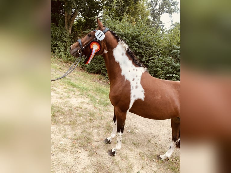 Lewitzer Stute 8 Jahre 147 cm Tobiano-alle-Farben in Perleberg