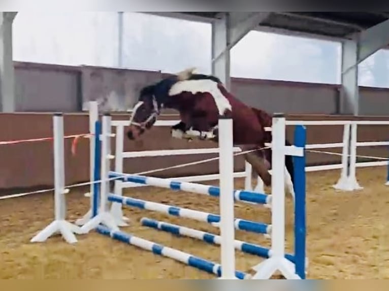 Lewitzer Stute 8 Jahre 147 cm Tobiano-alle-Farben in Perleberg