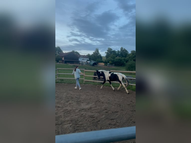 Lewitzer Mix Stute 8 Jahre 155 cm Schecke in Dorfen