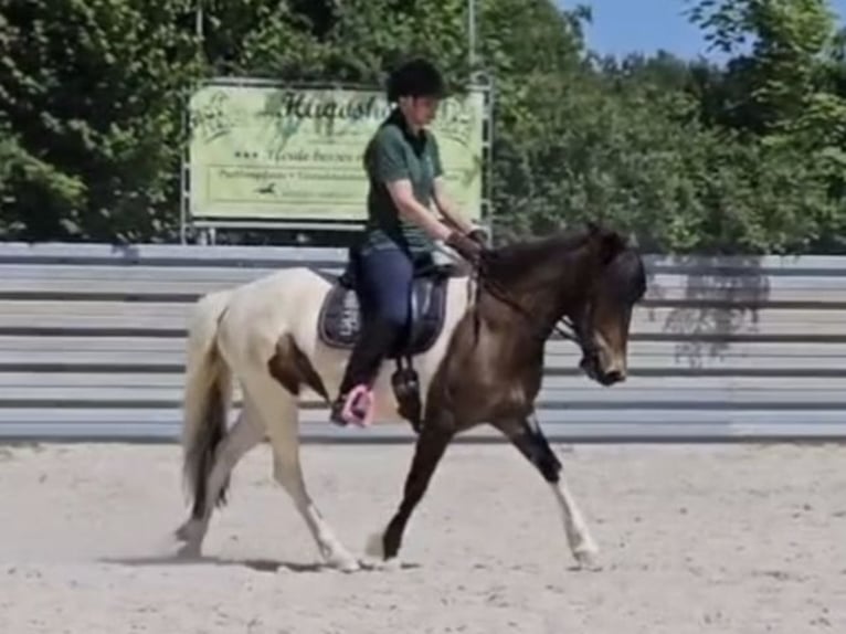 Lewitzer Mix Stute 9 Jahre 140 cm Schecke in Hollfeld