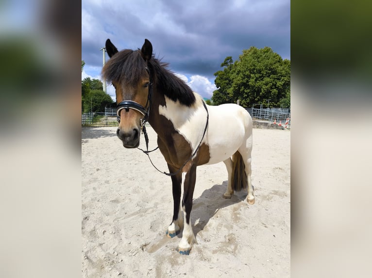 Lewitzer Mix Stute 9 Jahre 140 cm Schecke in Hollfeld