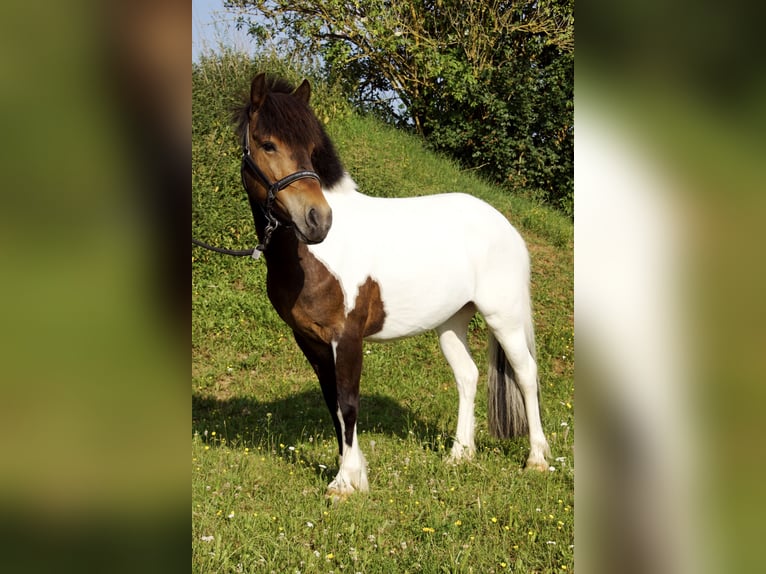 Lewitzer Mix Stute 9 Jahre 140 cm Schecke in Hollfeld