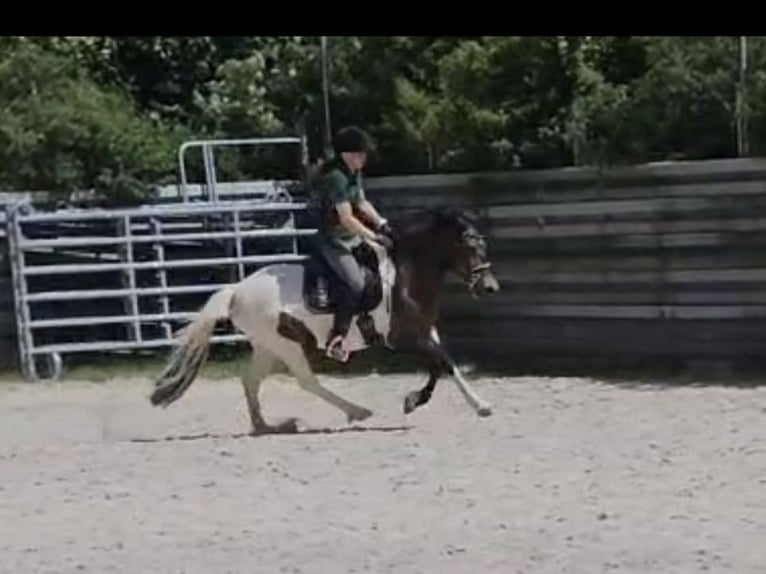 Lewitzer Mix Stute 9 Jahre 140 cm Schecke in Hollfeld