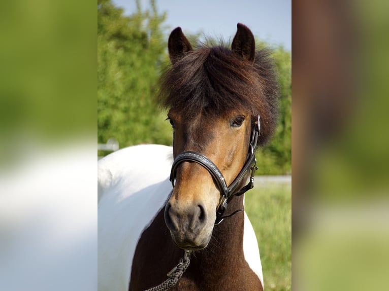 Lewitzer Mix Stute 9 Jahre 140 cm Schecke in Hollfeld