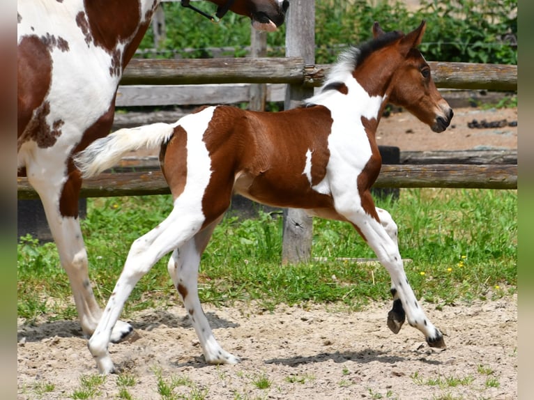 Lewitzer Stute Fohlen (05/2025) 148 cm Tobiano-alle-Farben in M&#xF6;rsdorf