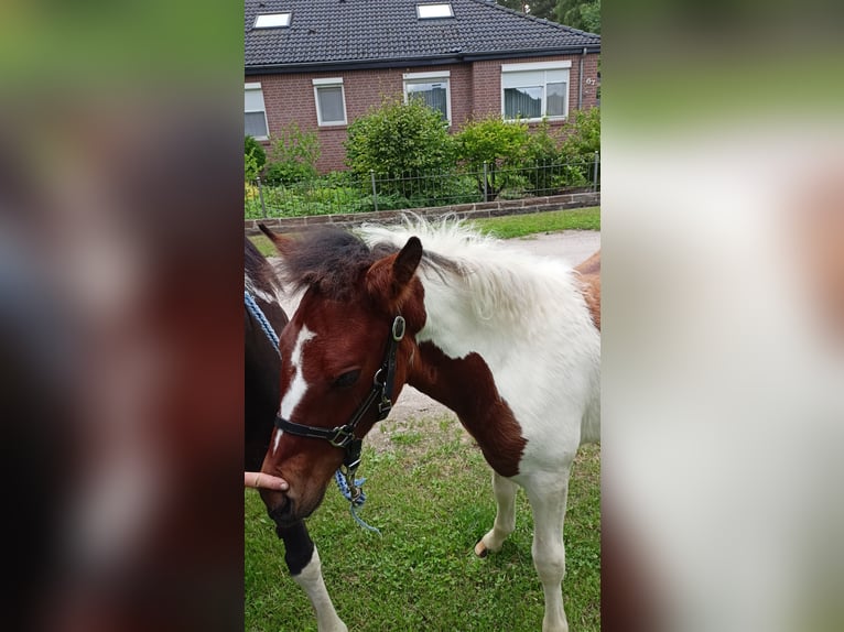 Lewitzer Mix Stute  in Soltau