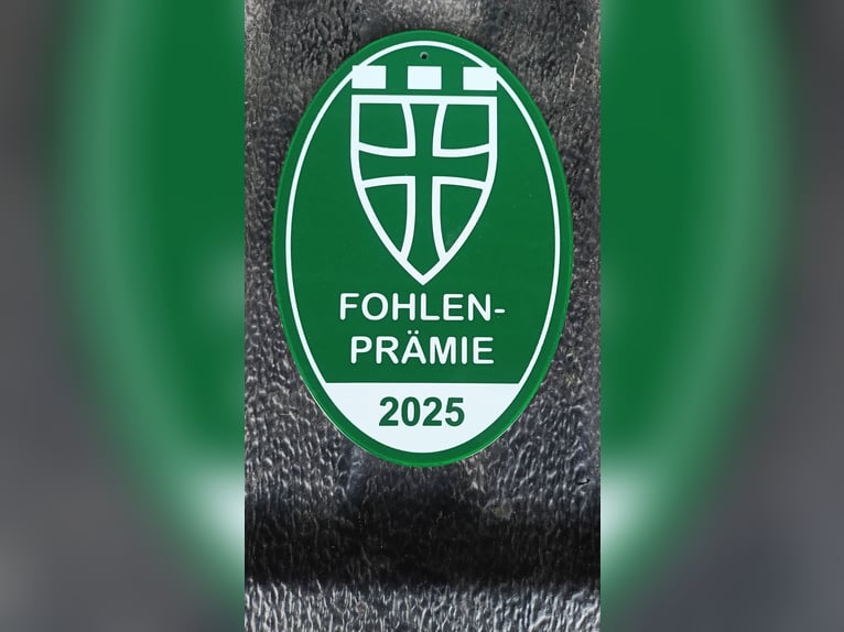 Lewitzer Mix Stute Fohlen (03/2025) Schecke in Soltau