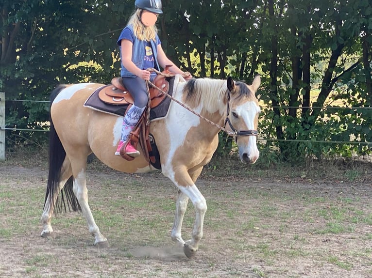 Lewitzer Blandning Valack 16 år 150 cm Pinto in Putlitz