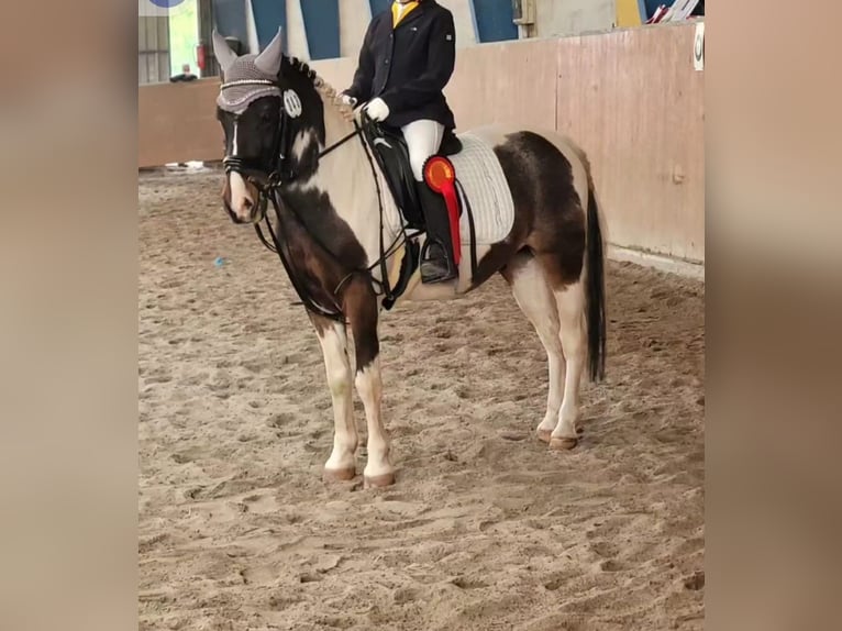 Lewitzer Valack 18 år 125 cm Pinto in sommerkahl