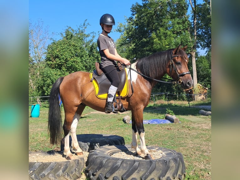 Lewitzer Valack 5 år 140 cm Pinto in Bayerbach