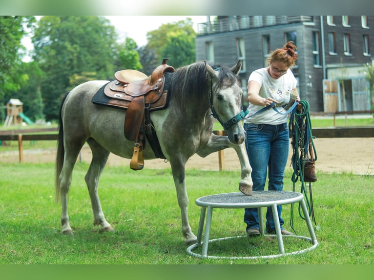 Lewitzer Valack 6 år 148 cm in Schönwalde