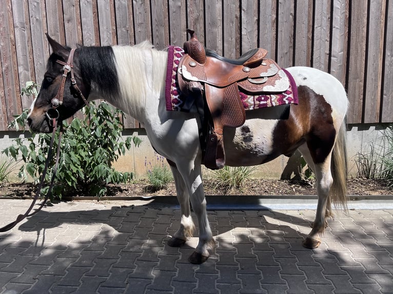 Lewitzer Blandning Valack 7 år 135 cm Pinto in NidderauNidderau