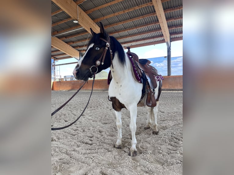 Lewitzer Blandning Valack 7 år 135 cm Pinto in NidderauNidderau