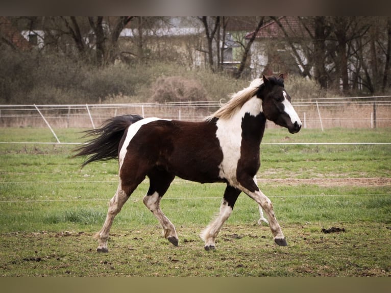 Lewitzer Blandning Valack 7 år 135 cm Pinto in Teltow-Ruhlsdorf