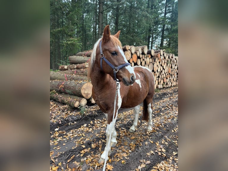 Lewitzer Wallach 10 Jahre 145 cm Schecke in Lockstedt