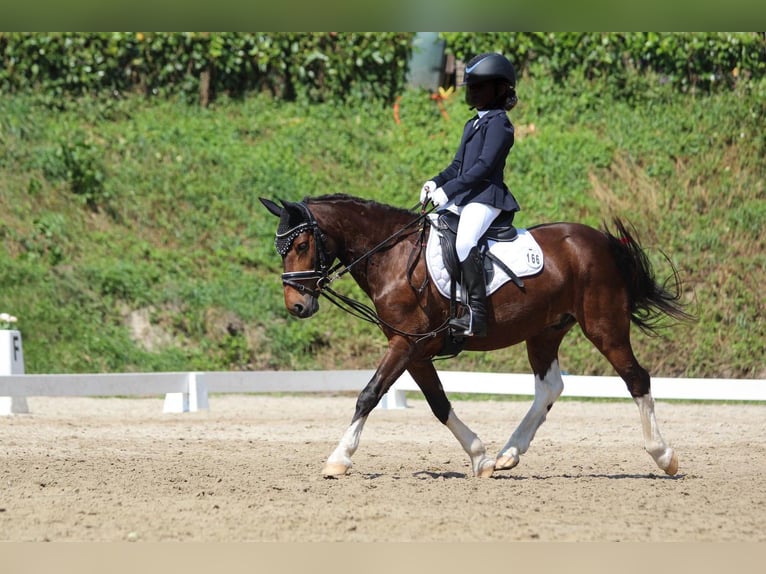 Lewitzer Wallach 11 Jahre 120 cm Schecke in Kiel