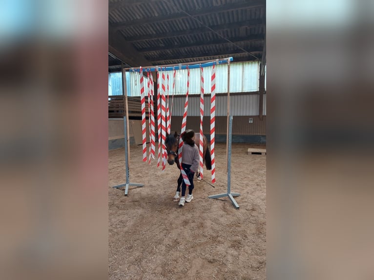 Lewitzer Wallach 11 Jahre 120 cm Schecke in Kiel