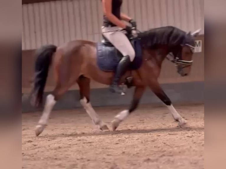 Lewitzer Wallach 11 Jahre 120 cm Schecke in Kiel