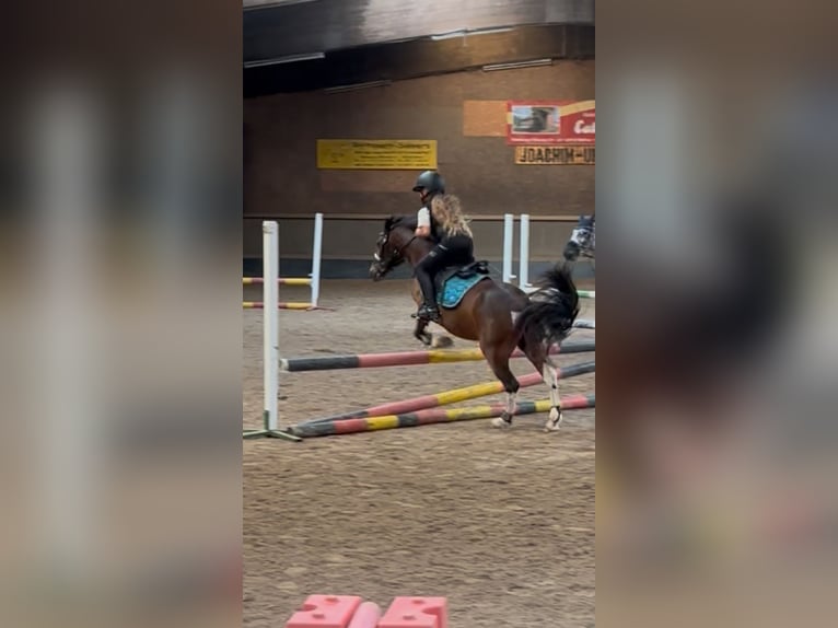 Lewitzer Wallach 11 Jahre 120 cm Schecke in Kiel