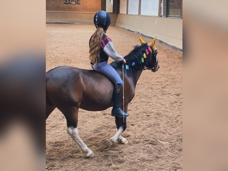 Lewitzer Wallach 11 Jahre 120 cm Schecke in Kiel