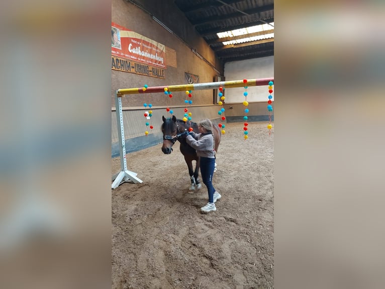 Lewitzer Wallach 11 Jahre 120 cm Schecke in Kiel