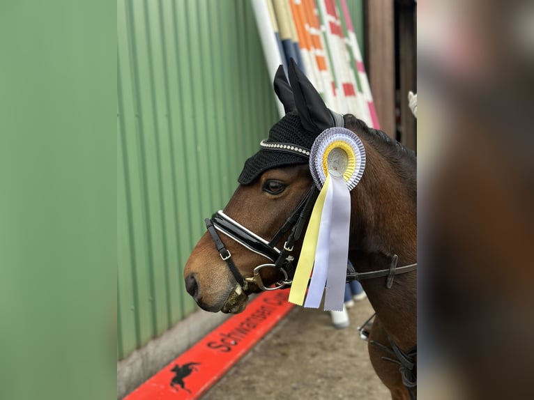 Lewitzer Wallach 11 Jahre 120 cm Schecke in Kiel