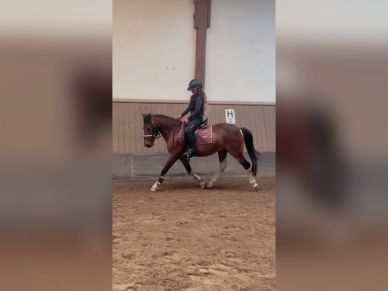 Lewitzer Wallach 11 Jahre 120 cm Schecke in Kiel