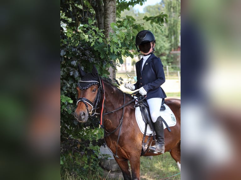 Lewitzer Wallach 11 Jahre 120 cm Schecke in Kiel